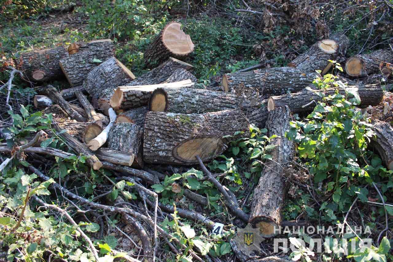 В Одесской области на «горячем» задержали «лесорубов», которые незаконно пилили деревья. Фото, видео