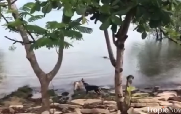 Атаку крупного крокодила на пса сняли на видео