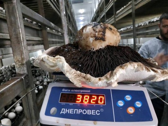 Гриб-гигант весом почти 4 килограмма вырастили под Киевом: впечатляющее фото