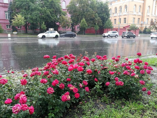 Грозы, ветер и град: синоптик рассказала о погоде 22 мая