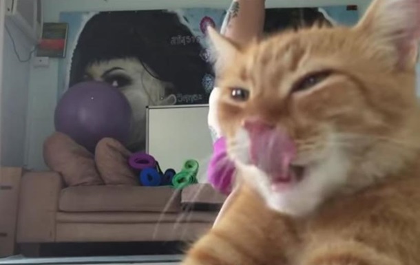 Кот, затмивший занятие йогой хозяйки, стал хитом YouTube