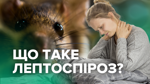 Лептоспироз: симптомы, лечение и профилактика