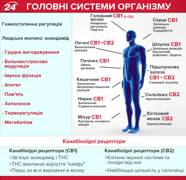 Медичний канабіс: як і що лікує конопля у світі