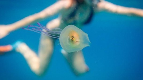 На Филиппинах 7-летняя пловчиха умерла от укуса ядовитой медузы