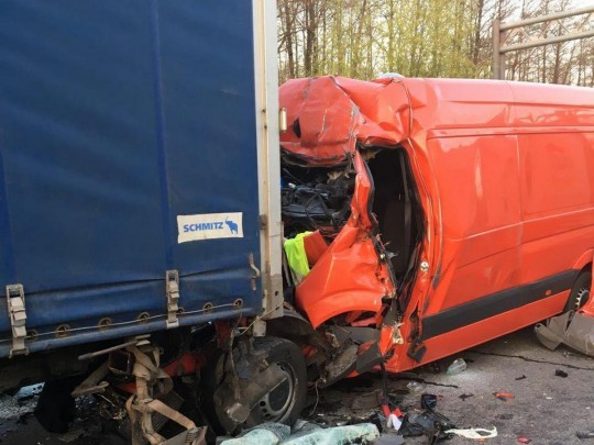 Под Житомиром лось спровоцировал смертельное ДТП (фото)