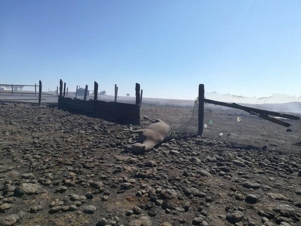 Российское Забайкалье охвачено пожарами: сгорели полторы сотни домов, счет пострадавших идет на десятки (фото, видео)