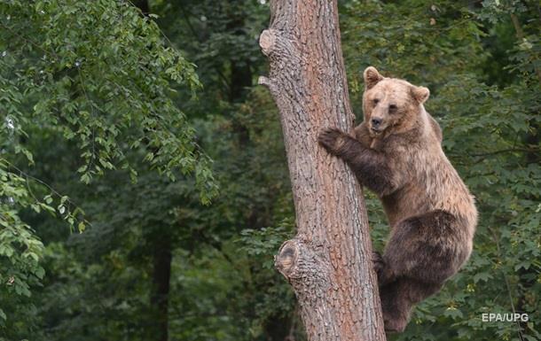 Туша убитого медведя отомстила охотнику
