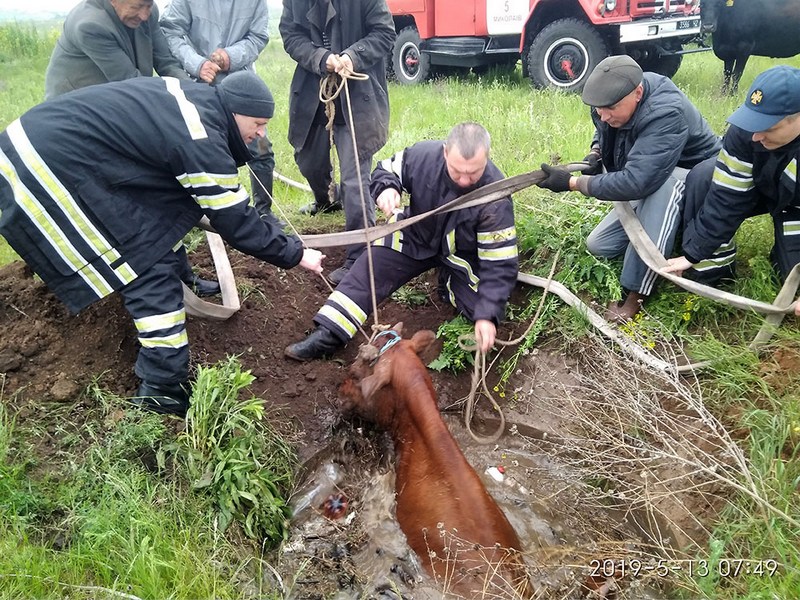 В Николаеве спасатели вытащили корову из 6-метрового колодца с водой (фото)