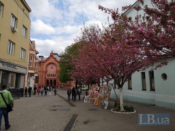 В Ужгороде расцвели сакуры: появились впечатляющие фото