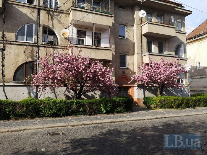 В Ужгороде расцвели сакуры: появились впечатляющие фото