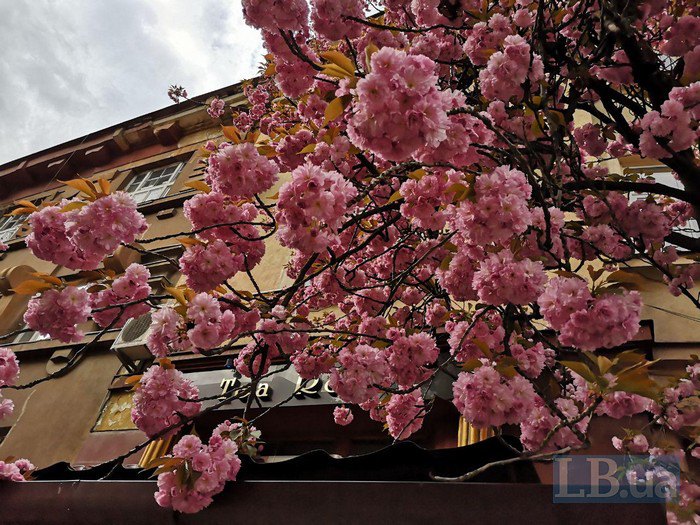 В Ужгороде расцвели сакуры: появились впечатляющие фото
