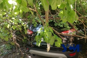 На Черемушках рухнула старая шелковица: она раздавила припаркованные авто