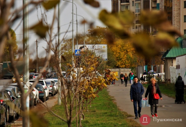 «Зеленые легкие» Одессы: зачем городу деревья и кто за них в ответе
