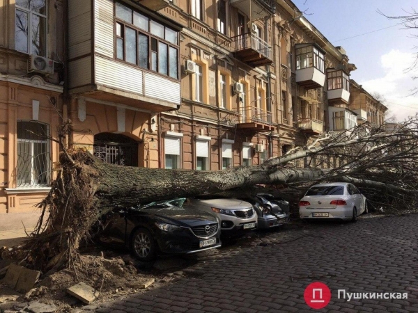 «Зеленые легкие» Одессы: зачем городу деревья и кто за них в ответе