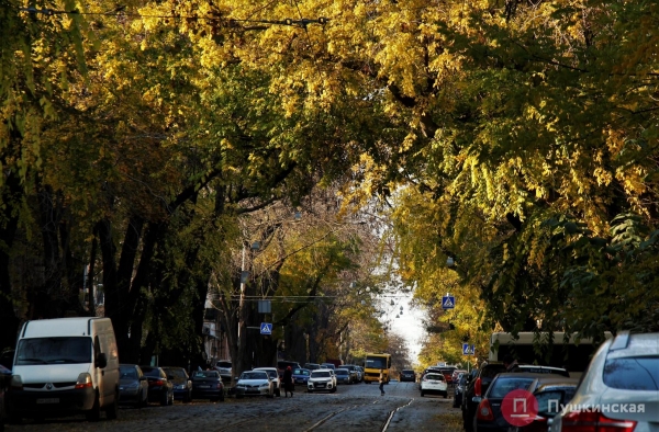 «Зеленые легкие» Одессы: зачем городу деревья и кто за них в ответе