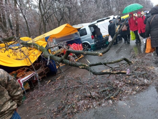
В Киеве обледеневшие деревья массово падают на машины, одно рухнуло прямо на рынке – фото

