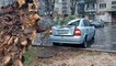 
В Киеве обледеневшие деревья массово падают на машины, одно рухнуло прямо на рынке – фото
