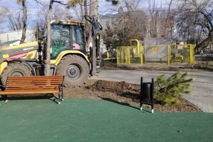 На улицах Одессы коммунальщики посадили сосны