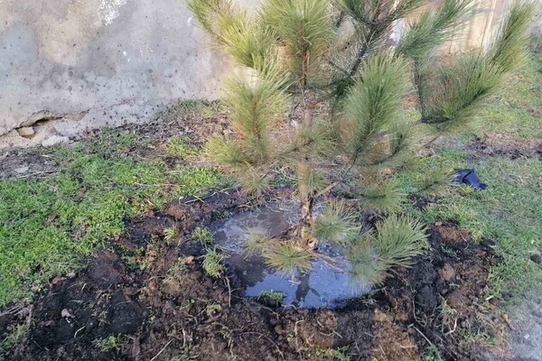На улицах Одессы коммунальщики посадили сосны