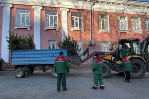На улицах Одессы коммунальщики посадили сосны