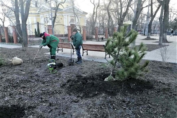 На улицах Одессы коммунальщики посадили сосны