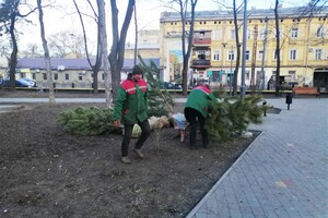 На улицах Одессы коммунальщики посадили сосны