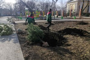 На улицах Одессы коммунальщики посадили сосны