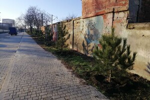 На улицах Одессы коммунальщики посадили сосны