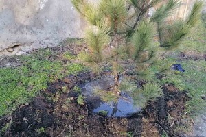 На улицах Одессы коммунальщики посадили сосны