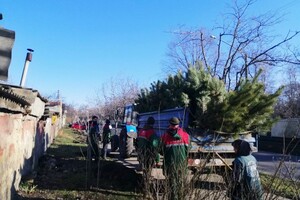 На улицах Одессы коммунальщики посадили сосны