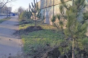 На улицах Одессы коммунальщики посадили сосны