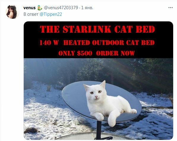 Канадські коти заволоділи супутниковою тарілкою Starlink: Маск уже відреагував (курйозне фото)