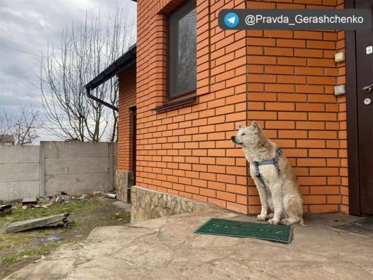 «Макарівський Хатіко»: на Київщині вірний пес майже місяць чекає на господарку, зґвалтовану і вбиту кадирівцем