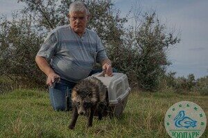 Енотовидную собаку, которая в августе застряла в заборе, выпустили на волю 