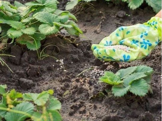 Чайна ложка цієї речовини замінить машину гною та інших добрив: що потрібно обов'язково додати до ґрунту на городі восени (відео)