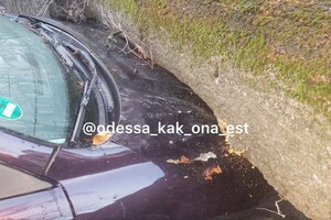 В Одессе начался древопад из-за сильного ветра 