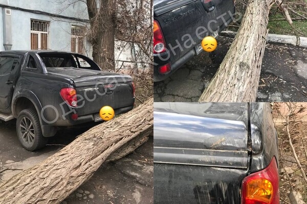 В Одессе начался древопад из-за сильного ветра 