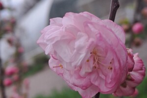 Магнолии, сакуры и экзотические цветы: в Одесском ботсаду началось активное цветение