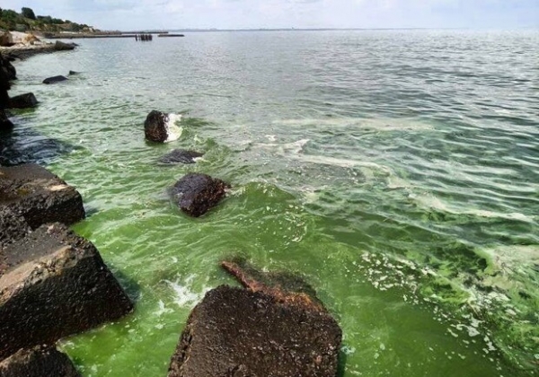 Свежий мониторинг воды в Одессе: что известно на 14 июля