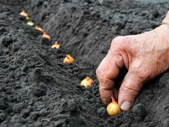 Посадка цибулі під зиму: три моменти, які важливо не&nbsp;прогавити