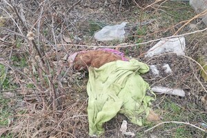 Брала животных на передержку и доводила до смерти: в Одессе разыскивают живодерку