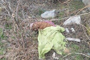 Брала животных на передержку и доводила до смерти: в Одессе разыскивают живодерку