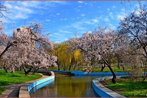 В парке Победы в Одессе цветут деревья (фото)