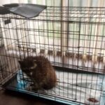 Судьба енота из «Биопарка» Одессы: экологи отреагировали на слухи о пострадавшем животном