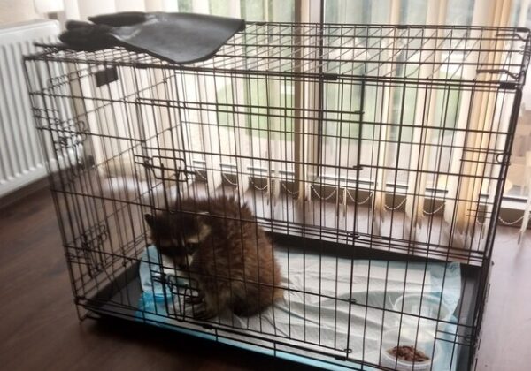 Судьба енота из "Биопарка" Одессы: экологи отреагировали на слухи о пострадавшем животном
