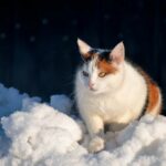 Невдовзі морози відступатимуть: синоптики розповіли, на які сюрпризи погоди чекати українцям найближчими днями