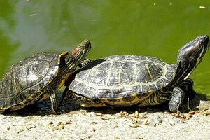 В Одессе выбирают самых романтичных жителей зоопарка: фото участников