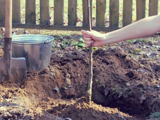 Що&nbsp;посадити в&nbsp;саду в&nbsp;березні і&nbsp;як&nbsp;вибрати саджанець