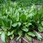 Кислий смак і велика користь: чому щавель варто додати до раціону